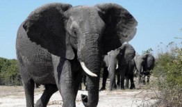 大象大象视频在线观看